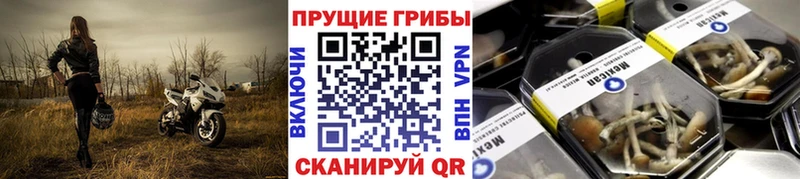 дарнет шоп Костерёво Псилоцибиновые грибы Cubensis